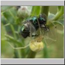 Enoplognatha ovata - Kugelspinne 01.jpg